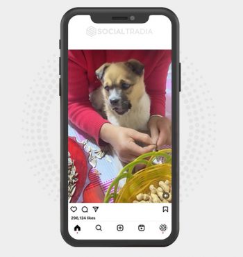 buy Instagram account PuppyLevel (73.8 k Followers)