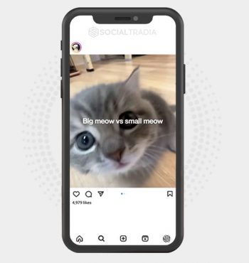 buy Instagram account Pur Kitty (21.1 k Followers)