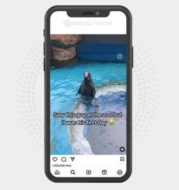 buy Instagram account Seal Ocean (31 k Followers)