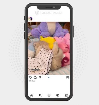 buy Instagram account StoryCat (13.1 k Followers)
