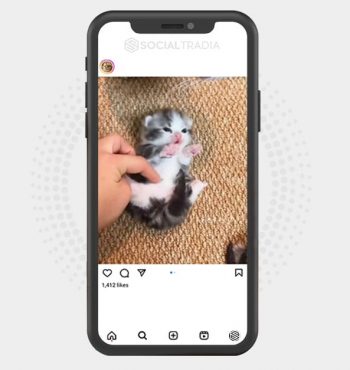 buy Instagram account Touch Cat (23.3 k Followers)