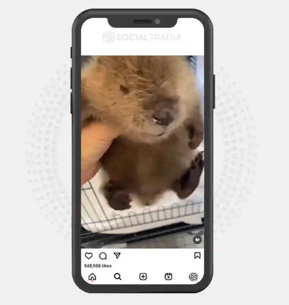 buy Instagram account BeaverPet (20.7 k Followers)