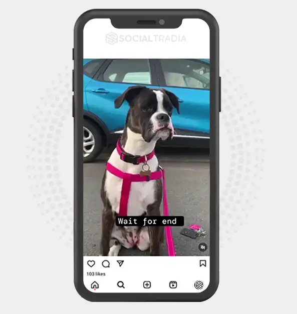buy Instagram account BoxerBreed (14.9 k Followers)