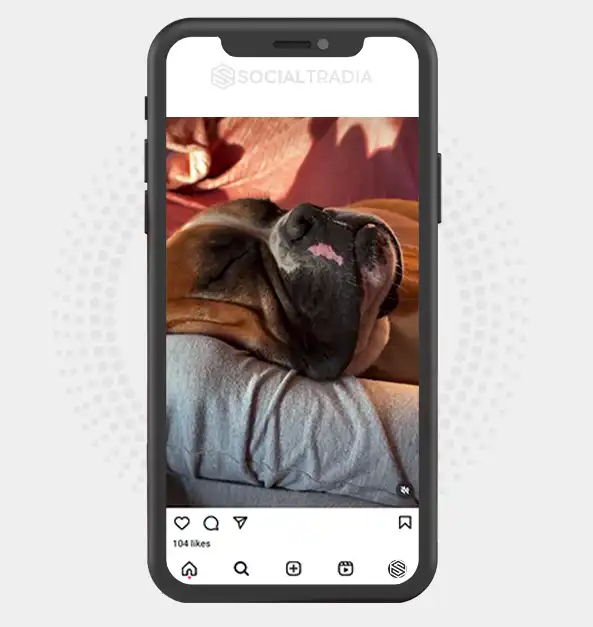 buy Instagram account BoxerBreed (14.9 k Followers)