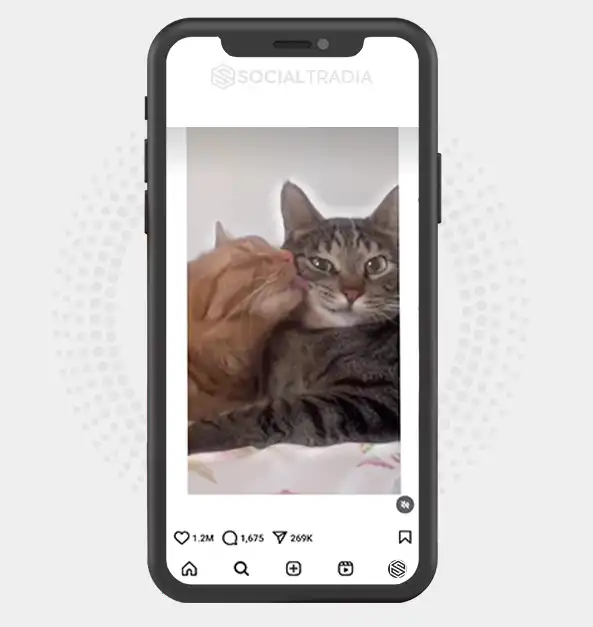 buy Instagram account Kitty Step (62.6 k Followers)