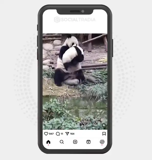 buy Instagram account Panda Cute (73.3 k Followers)