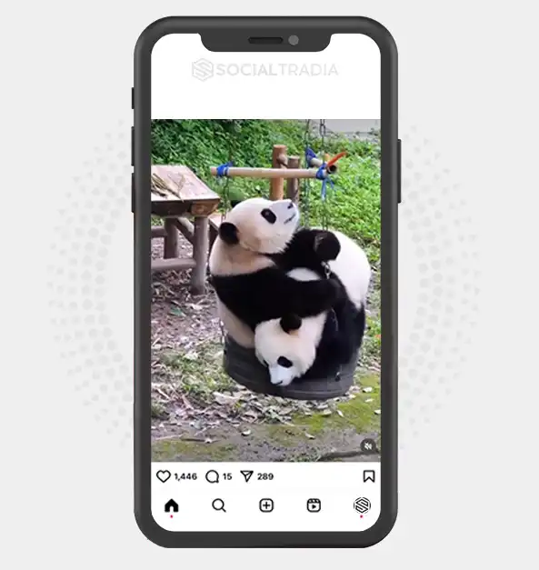buy Instagram account Panda Cute (73.3 k Followers)
