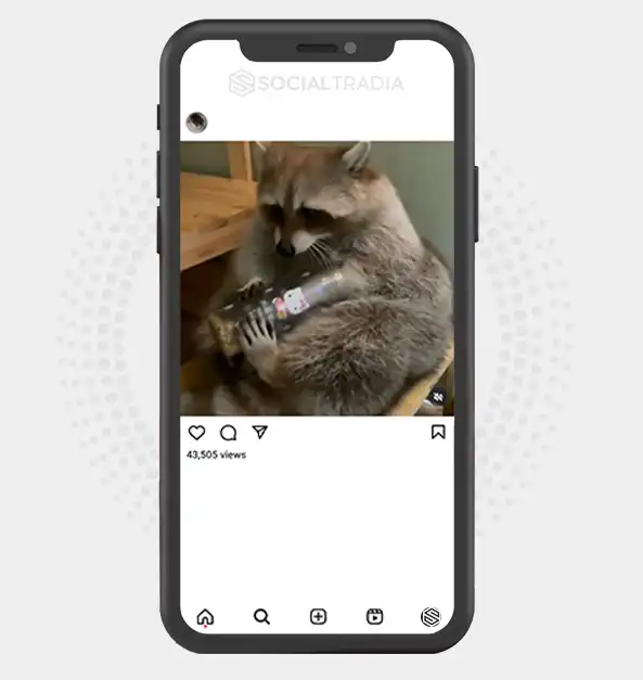 buy Instagram account Raccoons Play (23.9 k Followers)