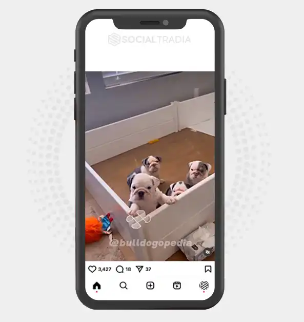 buy Instagram account Bulldog Yard (52.2 k Followers)