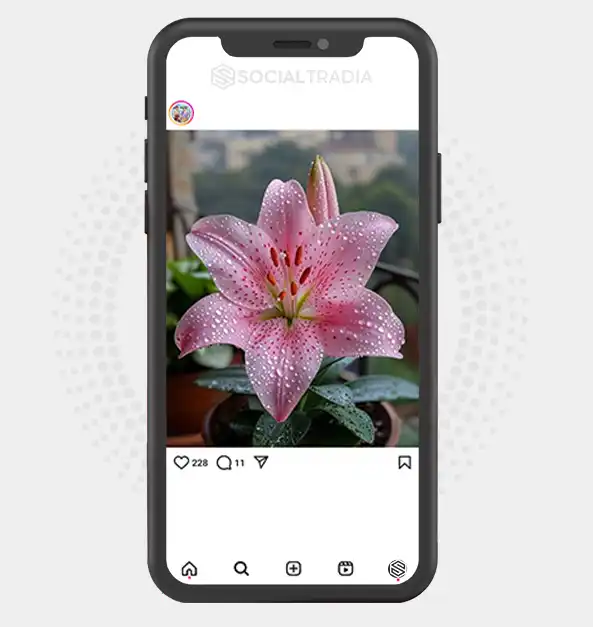 buy Instagram account Flower Stage (2.9 k Followers)