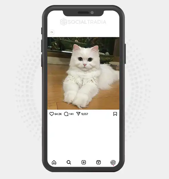 buy Instagram account KittyWhite (8.7 k Followers)
