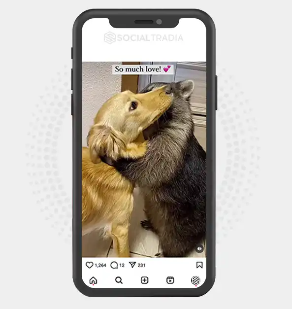 buy Instagram account RaccoonFans (99.5 k Followers)