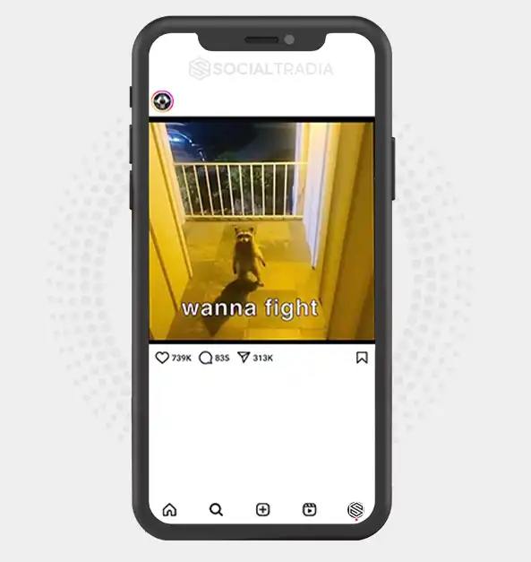 buy Instagram account RaccoonYard (175 k Followers)