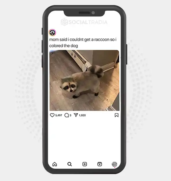 buy Instagram account RaccoonYard (175 k Followers)