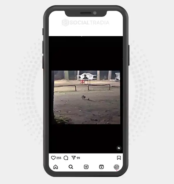 buy Instagram account Whisker Circus (32.7 k Followers)
