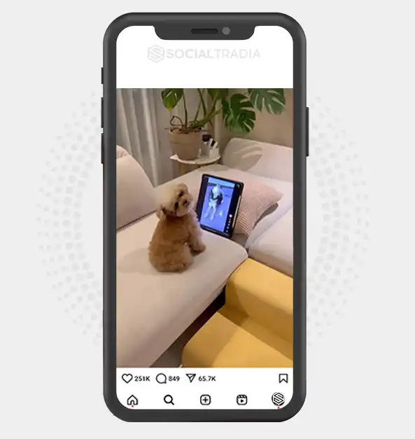 buy Instagram account BeautyPet (103 k Followers)