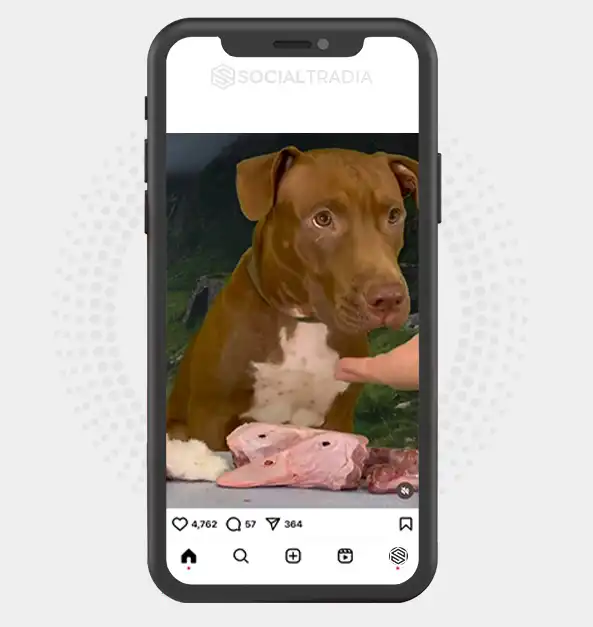 buy Instagram account Brown Puppy (250 k Followers)