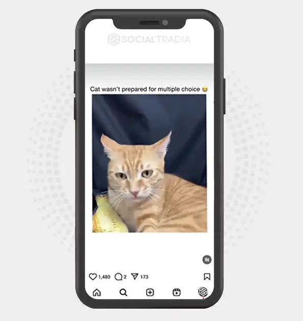 buy Instagram account CatBusy (52.4 k Followers)