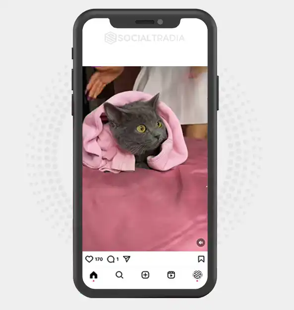buy Instagram account Catt Temple (25.1 k Followers)