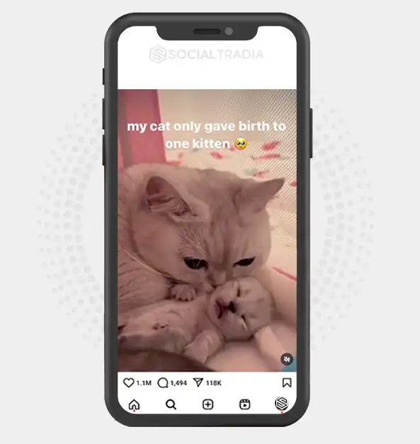 buy Instagram account CattyProof (26.2 k Followers)