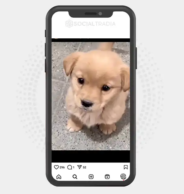 buy Instagram account Care Pet (46.9 k Followers)