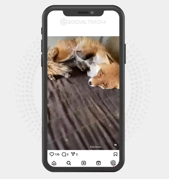 buy Instagram account Fox Story (2.1 k Followers)