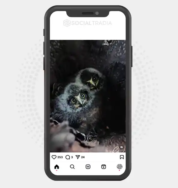 buy Instagram account Owl Cage (2 k Followers)