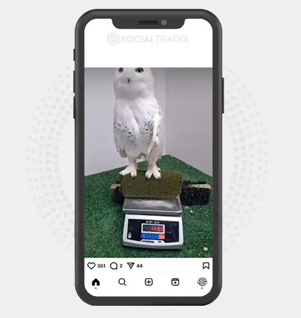 buy Instagram account Owl Cage (2 k Followers)