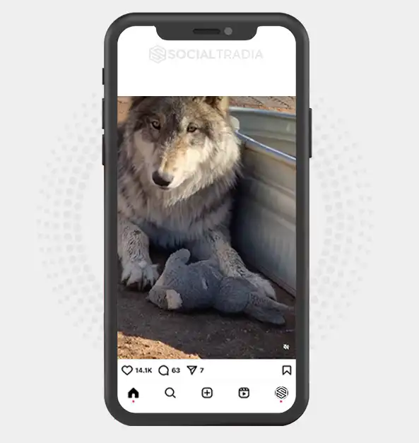 buy Instagram account Wolf Yard (20.4 k Followers)