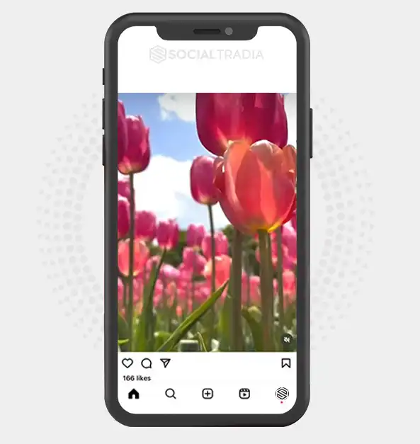 buy Instagram account TulipLand (3.2 k Followers) buy Instagram account TulipLand (3.2 k Followers)