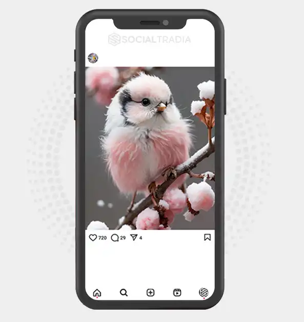 buy Instagram account BirdColorful (2 k Followers)