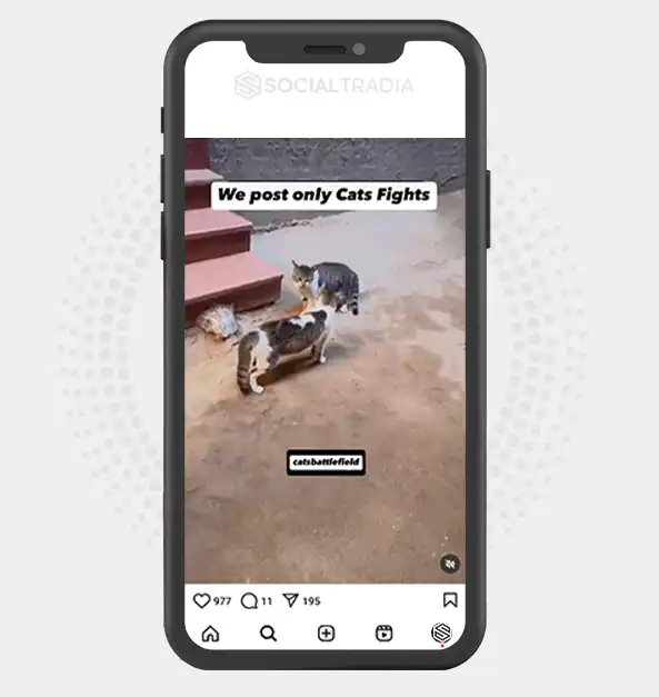 buy Instagram account Cat Fight (277 k Followers)