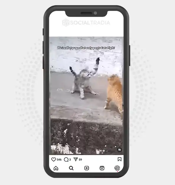 buy Instagram account Cat Fight (277 k Followers)