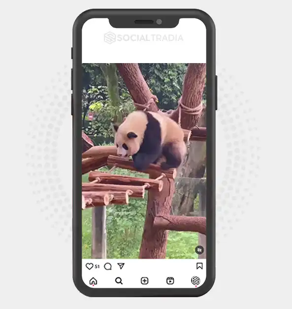 buy Instagram account Panda Zoo (2 k Followers)