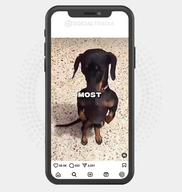 buy Instagram account Pet Attract (100 k Followers)