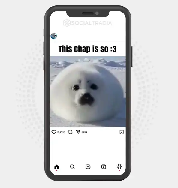 buy Instagram account Seal Coast (38.6 k Followers)
