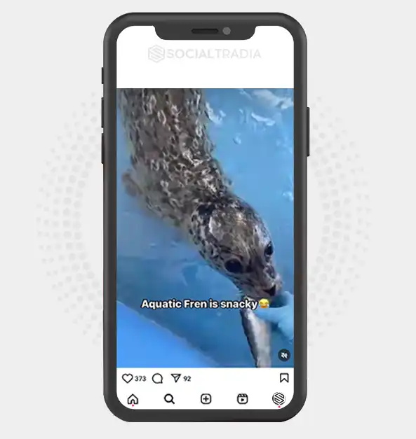 buy Instagram account Seal Shore (3.2 k Followers)