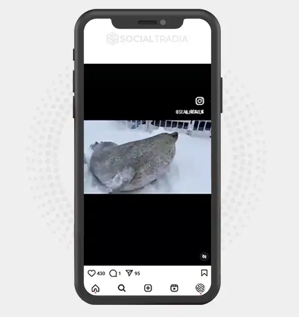 buy Instagram account Seal Shore (3.2 k Followers) buy Instagram account Seal Shore (3.2 k Followers)