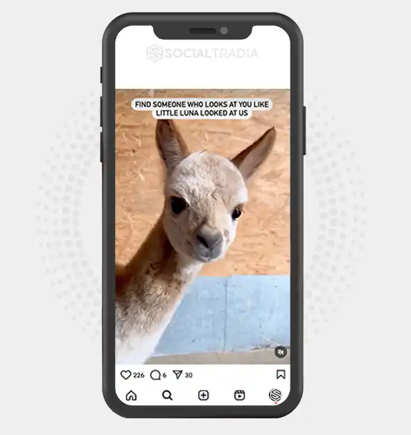 buy Instagram account Alpaca Zoo (24.1 k Followers)