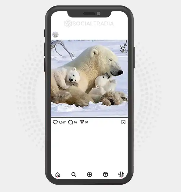 buy Instagram account BearWhite (39.6 k Followers)