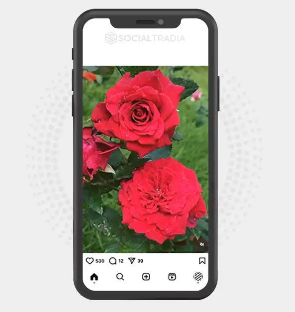 buy Instagram account perfect_floristt (2.1 k Followers)