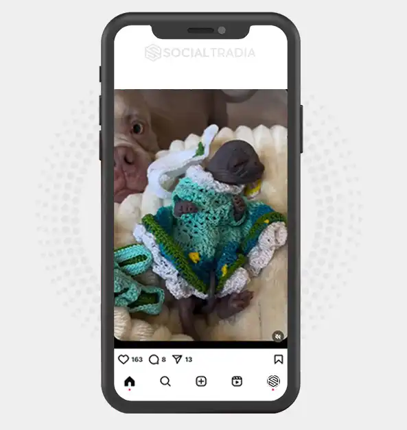 buy Instagram account Pitbulls Dog (35.5 k Followers)