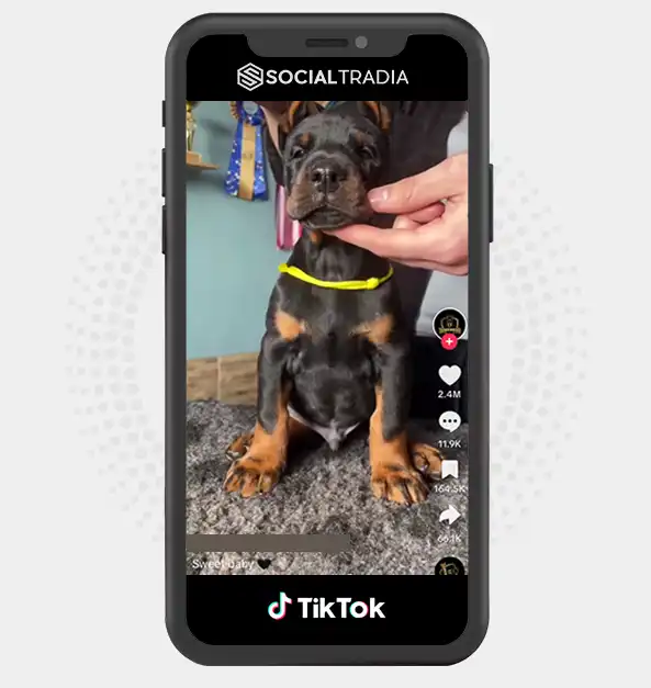 buy Instagram account Dogs Treat (339.3 k Followers)