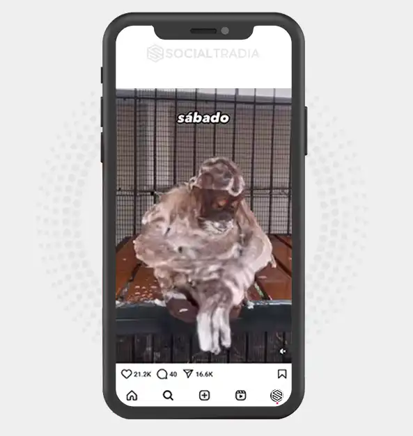 buy Instagram account ApesHere (38.3 k Followers)