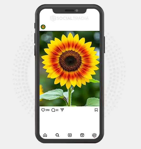 buy Instagram account Sunflower Garden (2 k Followers)