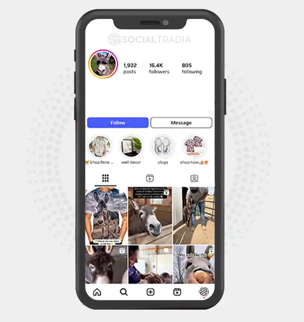 buy Instagram account DonkeyGarden (16.4 k Followers)