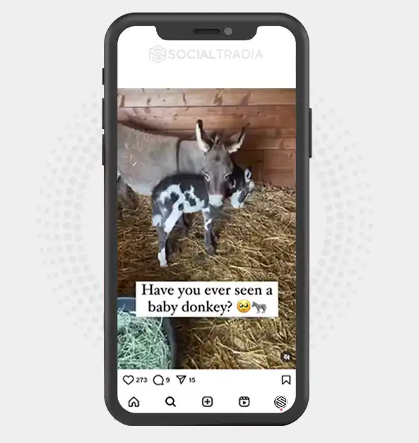buy Instagram account DonkeyGarden (16.4 k Followers)