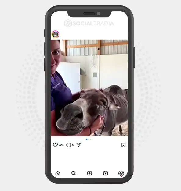buy Instagram account DonkeyGarden (16.4 k Followers)