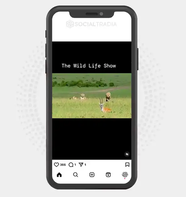 buy Instagram account WildlifeMoment (2 k Followers)