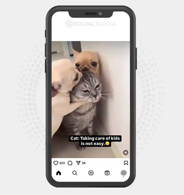 buy Instagram account BulldogFrench (20.2 k Followers)
